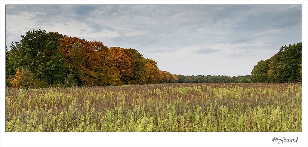 20131019_0033.jpg - Herfstkleuren Beverbeekse Heide