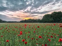 20160606 134 138 2  Poppies aan de Beverbeekse Heide : Beverbeekse Heide