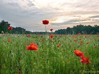 20160606 19 Efex 1  Poppies aan de Beverbeekse Heide : Beverbeekse Heide