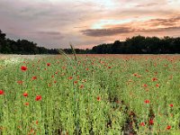 20160606 2 6 Efex Pro HDR  Poppies aan de Beverbeekse Heide : Beverbeekse Heide