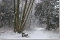 Beverbeek in een sneeuwbui 1 : Beverbeek