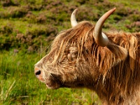 20120920 0073  Highlander : Schotland