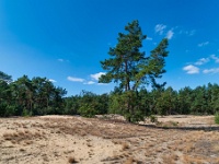 20200910 0028 : Beverbeekse Heide