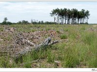 20110820 0050 : Leenderheide