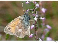 20110822 0042 : Hooibeestje