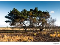 20131110 0011 : Leenderheide