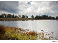 20140831 0201 : Leenderheide