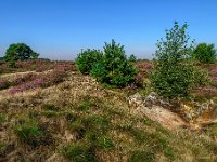 20170823 0080 1 : Leenderheide