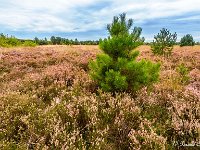 20170904 0008-HDR : Leenderheide, Nederland, Plaatsen, Valkenswaard