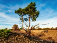 20181114 0024 : Leenderheide