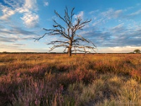 20200817 81 083 stack : Leenderheide