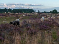 Leenderheide