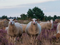 20200829 0068 : Leenderheide