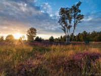 20200829 0099 : Leenderheide