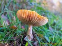 20201106 0008 : Leenderheide, Paddenstoelen