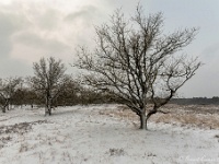 20210208 0098 : Leenderheide