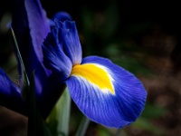 202205131956-bewerkt : Iris, Iris xiphium L., Lis, Planten, Planten bloemen bomen, Spaanse lis, Vaste planten