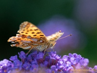 20200729 0025 : Kleine parelmoer vlinder