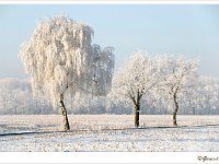 Winterlandschap 1 : Hamont, Hees