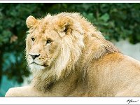 20100903 078  Koning leeuw : Olmense, Zoo