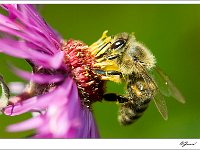 20101009 0008  Stuifmeel zoeken : Bijen en hommels