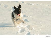 20101220 0126  Dollen in de sneeuw : Honden