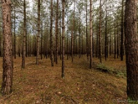 20210204 0074  Beverbeekse Heide : Achel Trappistenwandeling 2021