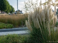 20161009 0003 : In het voetspoor van de Teuten 2016