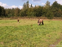 20161009 0286 : In het voetspoor van de Teuten 2016