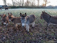 20181226 0042  ... en de ezels van Pier. : Wandelingen, Kerstwandeling Kerstmis 2018