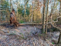 20181226 0067  Resulltaat van de laatste storm. : Wandelingen, Kerstwandeling Kerstmis 2018