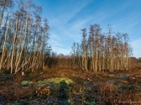 20181226 0134  ... nou, ...veld... : Wandelingen, Kerstwandeling Kerstmis 2018