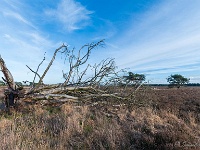 20210122 0011  Getuigen van een storm : La Trappe 2021