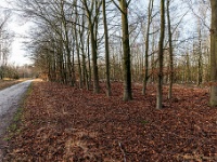 20210122 0022  Stukje beukenbos in het Leenderbos : La Trappe 2021