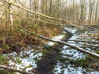 20210125 0046  Stormschade in de Warande : Orval Trappisten wandelroute 2021, Warande