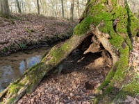 20210131 0019  Kunstwerk van de natuur : Rochefort Trappisten wandelroute 2021