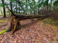 20210203 0033 : Tre Fontane Trappisten wandelroute 2021