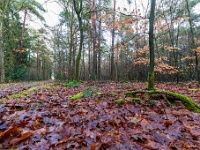 20210203 0045 : Tre Fontane Trappisten wandelroute 2021