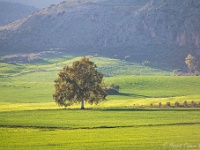 20200224 0147  Andalusisch landschap : Andalusie 2020