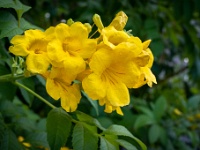 20221018-0001  Typical flowering shrub along the roads. : Noord Cyprus, Plaatsen, Planten, Planten bloemen bomen, Struiken, Tecoma stans