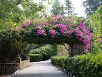 20221021-0014  Beautiful gardens at the River Side Garden Resort Hotel. : Bougainvillea, Hotels, Noord Cyprus, Plaatsen, Planten, Planten bloemen bomen, River Side Garden Resort