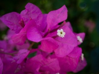 20221028-0155  Bougainvillea a common flowering shrub in Cyprus. : Kerken tempels en ruines, Mazgallar oorlogsherdenkingsplaats, Noord Cyprus, Plaatsen