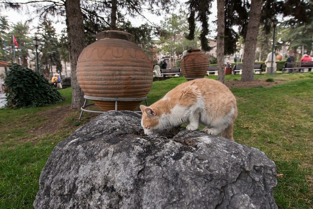 20150315_0233.JPG - Turkije, een poezenland