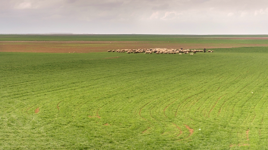 20150316_0046.JPG - Kudde schapen in de grote leegte