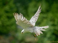 20170802 0065 : Falconcrest Valkerij Centrum Eindhoven