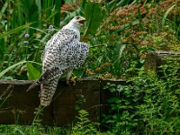 20170802 0075 : Falconcrest Valkerij Centrum Eindhoven