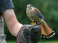 20170802 0377 : Falconcrest Valkerij Centrum Eindhoven