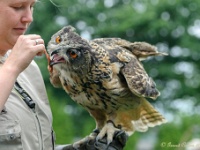 20170802 0397 : Falconcrest Valkerij Centrum Eindhoven