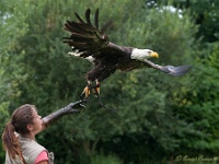 20170802 0414 : Falconcrest Valkerij Centrum Eindhoven