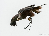 20170802 0498 : Falconcrest Valkerij Centrum Eindhoven